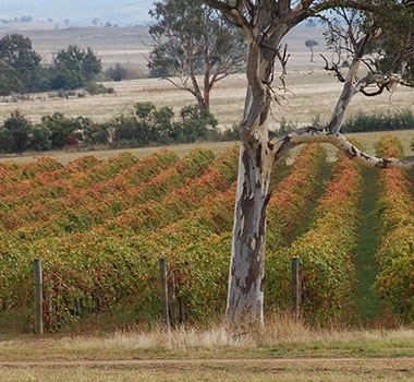 Canberra District red wine blends